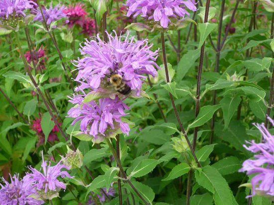 Shanghai botaniske have